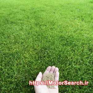 قیمت کیلویی بذر چمن کوتاه 09197443453